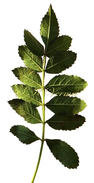  Leaf (Abaxial view)